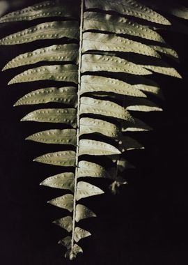 Fern Leaf