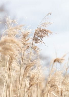 Grass Reed and sky