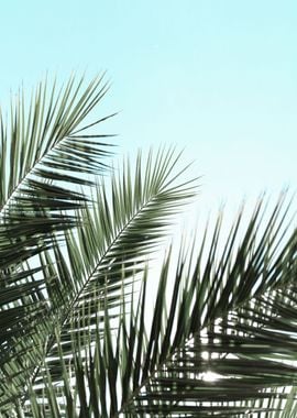 Palm leaves and sky