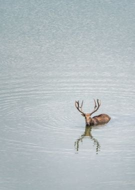 Portrait of Bactrian Deer