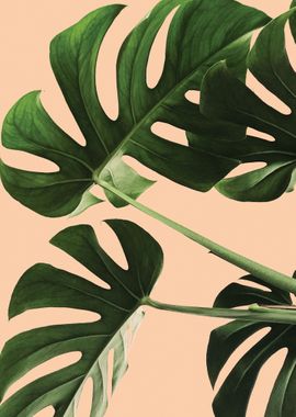 Monstera Plant