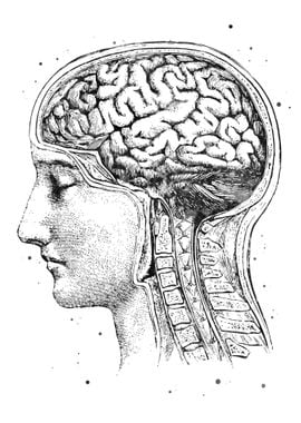 Brain Human Anatomy