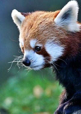 Cute Red Panda