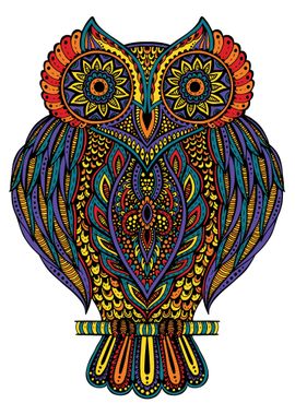 Owl Bird colorful