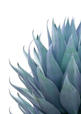 Minimal Agave 2