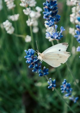 Butterfly in the Summer