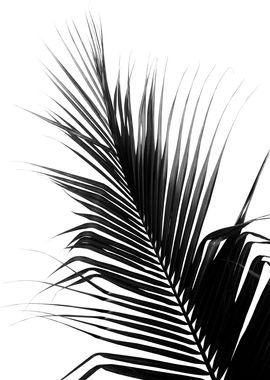 Palm Leaf BW Delight 1