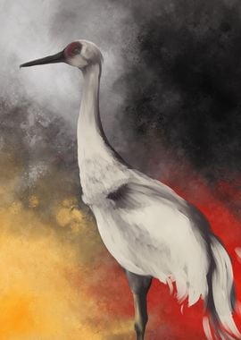 Sandhill Crane