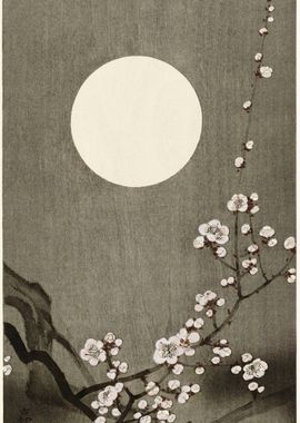 Plum Blossoms