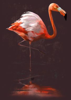 Flamingo