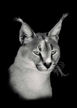 Caracal Wild Cat Close Up