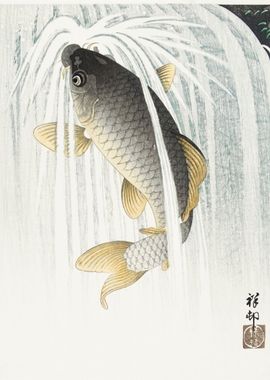 Koi Upstream 