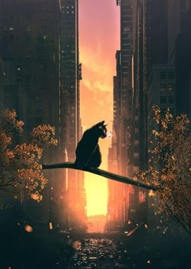 Cat, Sunset and City