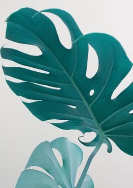 Monstera Leaves Dream 1 