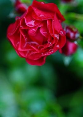 delicate red rose