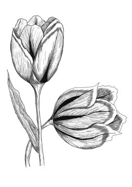 Tulip Flowers