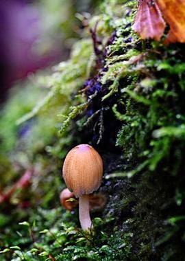 Mushroom house in the moss