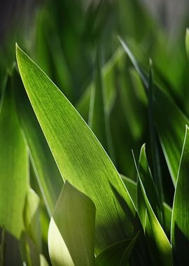 Green leaves forest