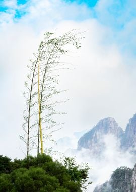 Bamboo landscape view