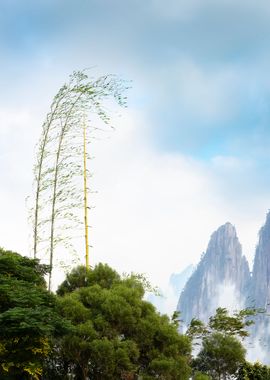 Bamboo landscape view