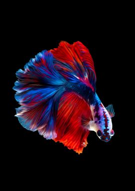 Betta fish siames Koi VIII