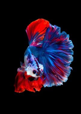 Betta fish siamese Koi VI