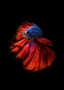 Betta fish siamese Koi I