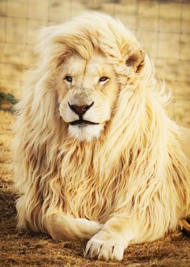 Wild Male Lion