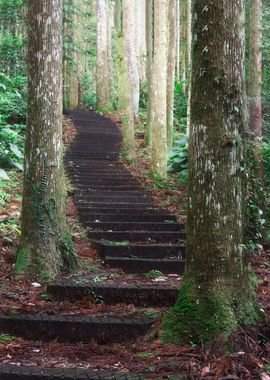 Ecological Trail Stairs