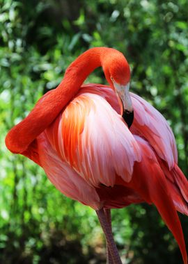 Magical Flamingo