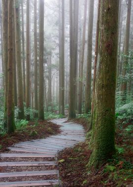 Misty Forest