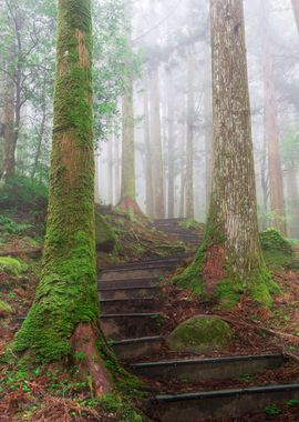 Misty Forest