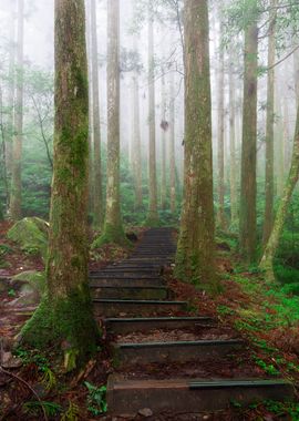 Misty Forest