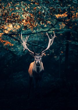 Male Moose at Dawn