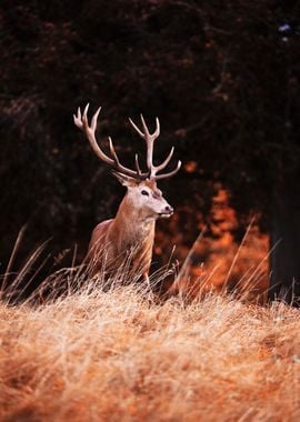 Autumn Moose