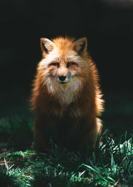 Orange Fox