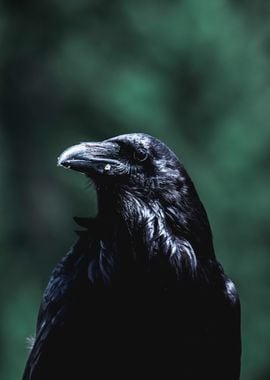 Raven