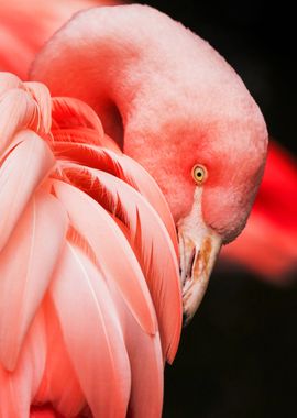 Unique Colored Flamingo