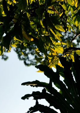 Monstera and Blue Sky