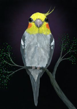 A portrait of a cockatiel