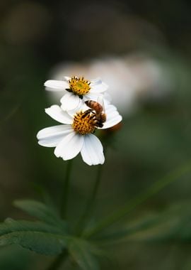 Bee on Bidens Flower