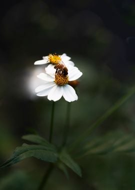 Bee on Bidens Flower