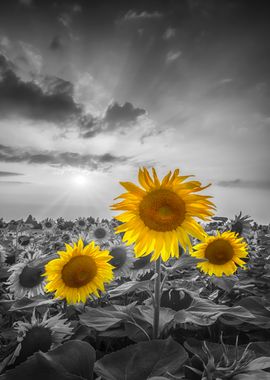 3 yellow pop sunflowers