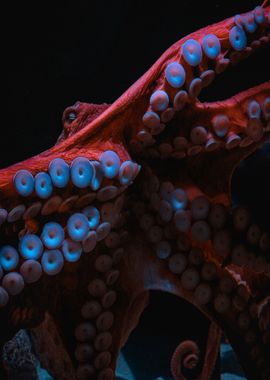 Red and Blue Octopus