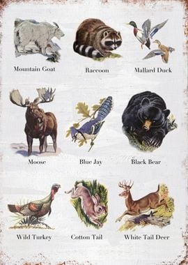 Wild animals