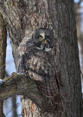 Great Grey Owl Camo 2