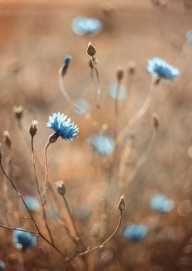 Blue flowers, macro,garden