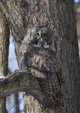 Great gray owl camo 1