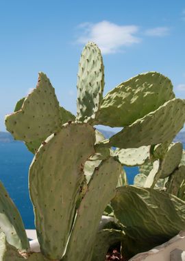 Santorini Cacti Dream 2 