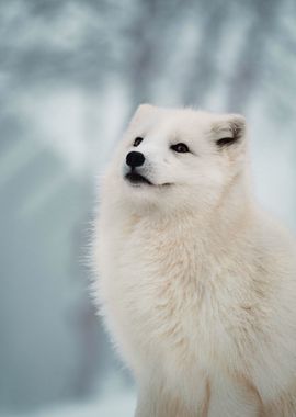 Young White Wolf in Snow